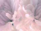 Chrysanthemum Pink Blush III Art Print