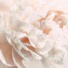 Peony Pale Sepia I Art Print