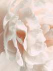 Peony Pale Sepia II Art Print