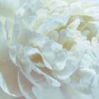 Peony Pale Yellow Blush I Art Print