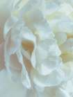 Peony Pale Yellow Blush II Art Print