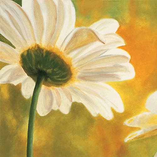 Marguerites dans le soleil I Art Print