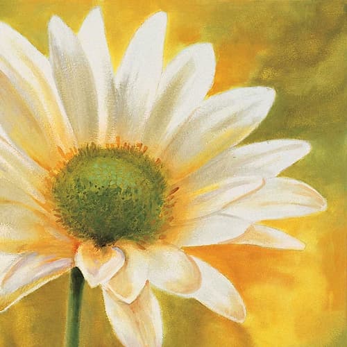Marguerites dans le soleil 3 Art Print