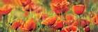 Symphonie de coquelicots Art Print