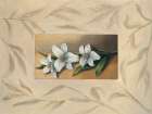 Flores I Art Print