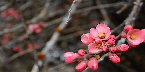 Crabapple Tree blossoms Art Print