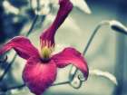 Pink Clematis Art Print