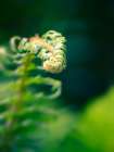 Garden Fern Art Print