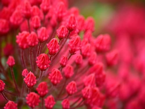 Pink Flower Art Print
