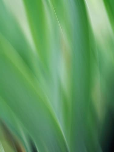 Green flora motion Nature Print