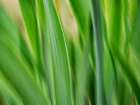 Flora blades Art Print