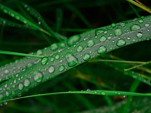 Rain drop beach grass Plage reproduction