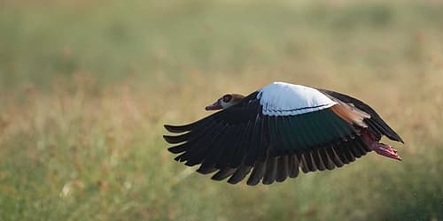 Egypian Goose Art Print by Scott Bennion