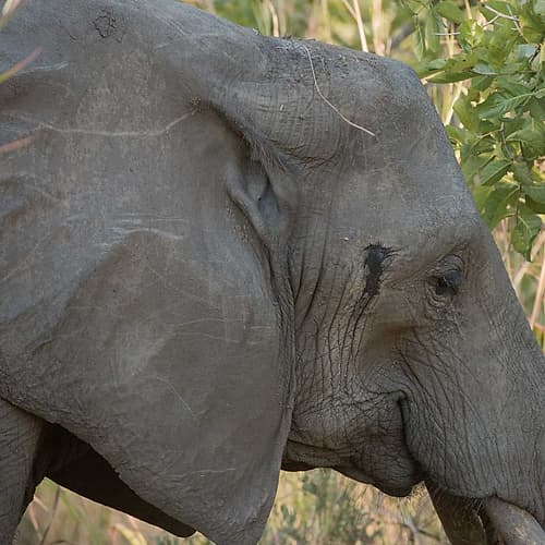 female elephant - Zabia Art Print by Scott Bennion