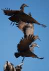 Hammerkops in flight Art Print