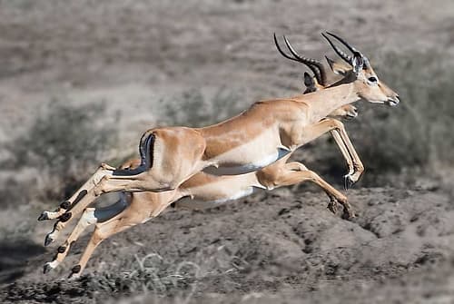 Impala Animaux reproduction