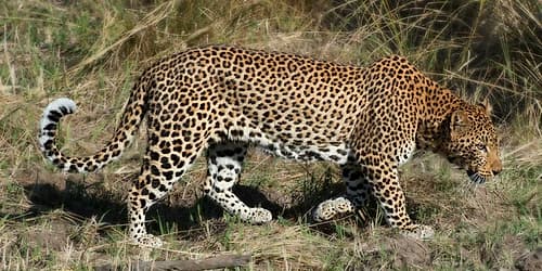 Leopard Hunting Animaux reproduction