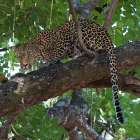 Leopard in a Tree Art Print
