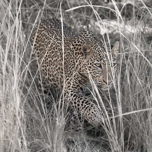 Leopard in the Grass Animaux reproduction