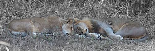 Lovers Animaux reproduction