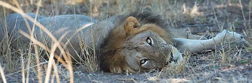 Napping With Open Eyes Art Print