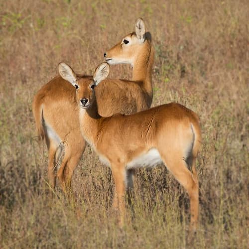 Puku - Zambia Animaux reproduction
