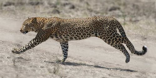 On The Run Animaux reproduction