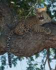 Leopard Territory Art Print