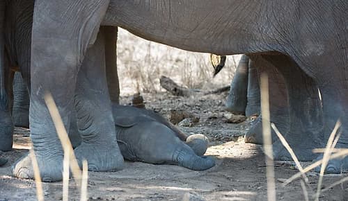 Sleeping Baby Animaux reproduction