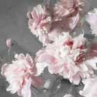 Peonies on Gray II Art Print by Shawna Sullivan