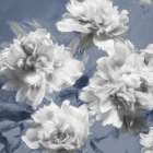 Peonies on Indigo I Art Print by Shawna Sullivan