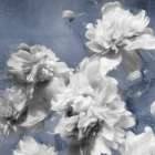 Peonies on Indigo II Art Print by Shawna Sullivan
