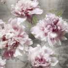Peonies on Silver I Art Print by Shawna Sullivan