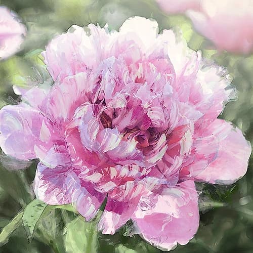 Solo Pink I Art Print