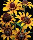 Brown-Eyed Daisy Art Print