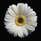 Gerbera Daisy 2 Art Print