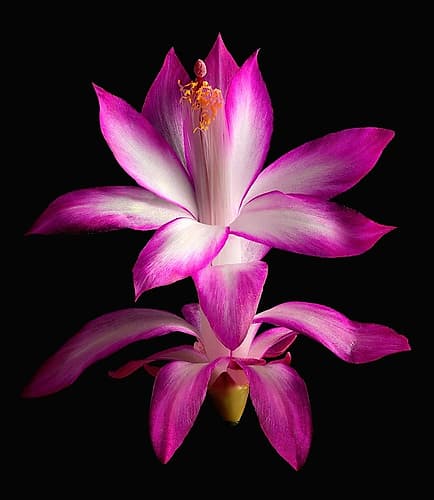 Christmas Cactus Art Print
