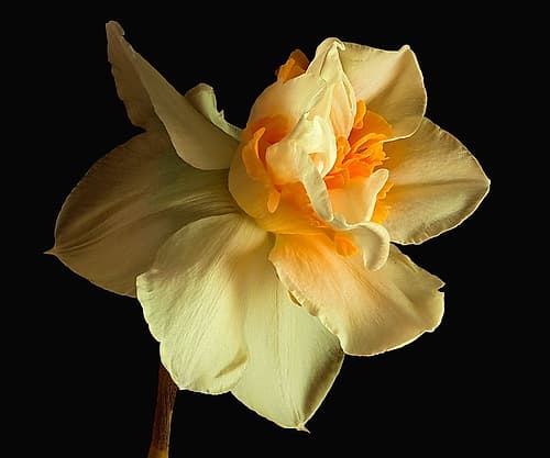 Daffodil Art Print by Richard Reynolds