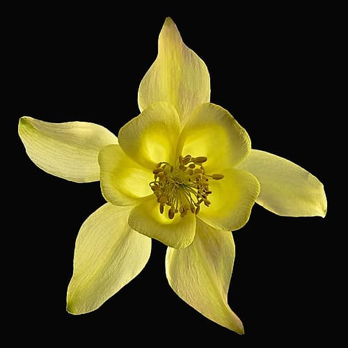 Columbine ~ Origami Yellow Art Print