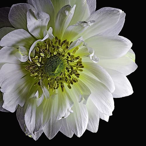 Anemone 2 Art Print