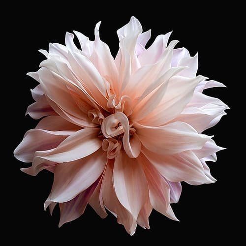 Dahlia 5 Art Print by Richard Reynolds