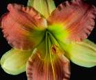 Daylily 2 Art Print