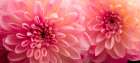 Dahlia 6 Art Print