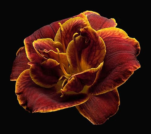 Daylily ~ Night Embers Art Print by Richard Reynolds