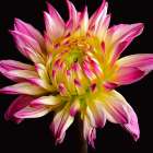 Dahlia 1 Art Print