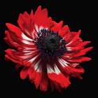 Anemone Art Print