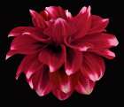 Dahlia 2 Art Print
