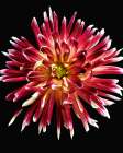 Dahlia 4 Art Print