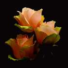 Garden Rose 1 Art Print