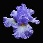 Tall Bearded Iris 2 Art Print